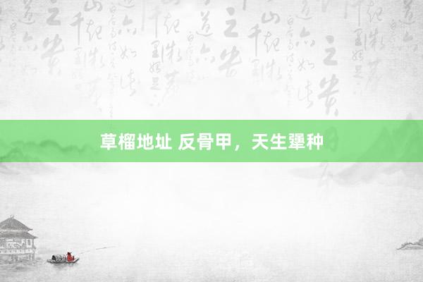 草榴地址 反骨甲，天生犟种