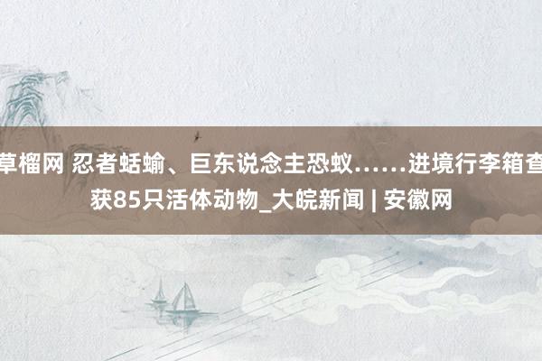草榴网 忍者蛞蝓、巨东说念主恐蚁……进境行李箱查获85只活体动物_大皖新闻 | 安徽网