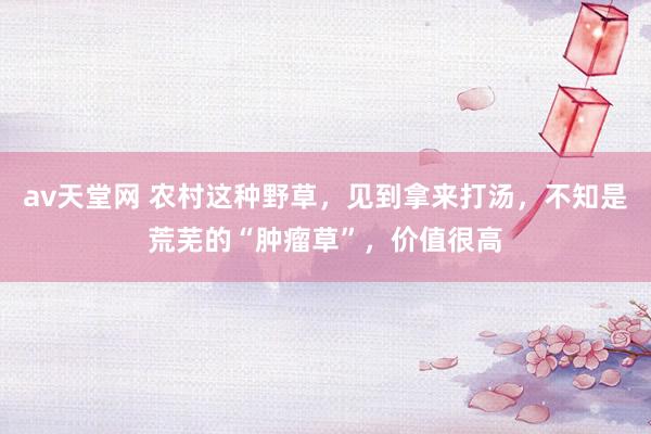 av天堂网 农村这种野草，见到拿来打汤，不知是荒芜的“肿瘤草”，价值很高